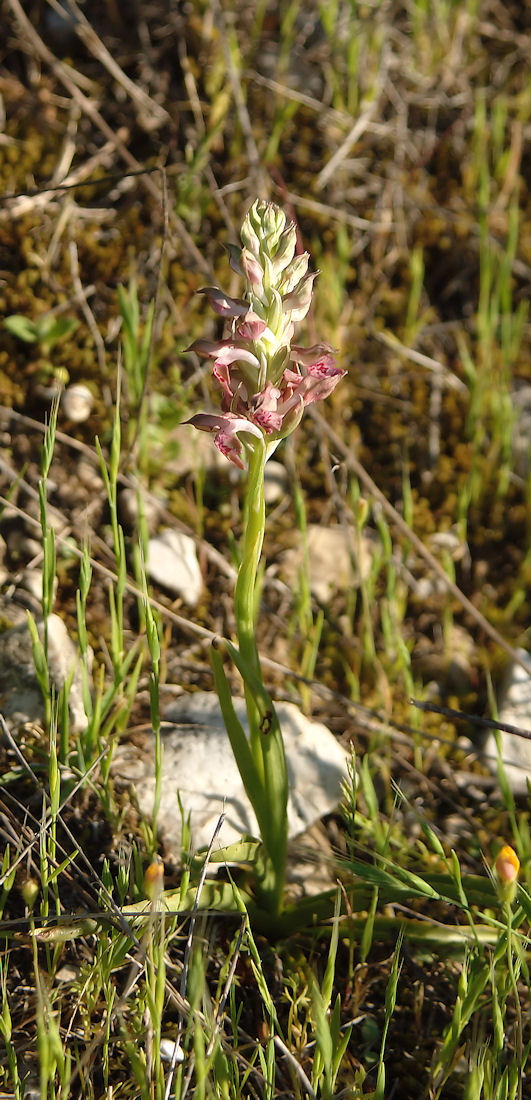 Orchidee nel pisano